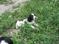 щенков русского спаниеля - Изображение #5, Объявление #57300