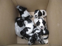 щенков русского спаниеля - Изображение #2, Объявление #57300