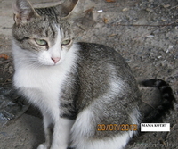 Отдадим даром котят в Алмате - Изображение #1, Объявление #55708