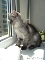 Котята скоттиш-страйт - Изображение #2, Объявление #56675