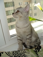 Котята скоттиш-страйт - Изображение #3, Объявление #56675