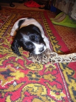 щенков русского спаниеля - Изображение #1, Объявление #57300