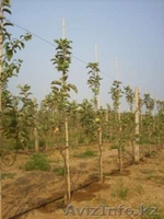 Плуги, культиваторы, сеялки - Изображение #1, Объявление #64650