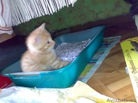 Отдам котят в надежные руки - Изображение #1, Объявление #63487