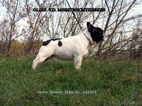 Французский бульдог - Изображение #2, Объявление #70577