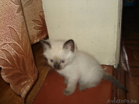 Любимый питомец - Изображение #1, Объявление #66561