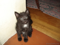 Любимый питомец - Изображение #2, Объявление #66561