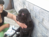 Мастино -Наполенано - Изображение #3, Объявление #62916