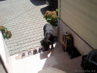 Мастино -Наполенано - Изображение #4, Объявление #62916