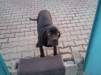 Мастино -Наполенано - Изображение #5, Объявление #62916