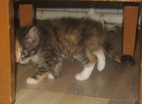 Пристрою котят? отдам в хорошие руки - Изображение #2, Объявление #70053