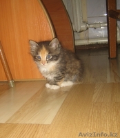 Пристрою котят? отдам в хорошие руки - Изображение #1, Объявление #70053