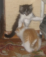 Пристрою котят? отдам в хорошие руки - Изображение #4, Объявление #70053