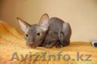 Отдам в хорошие руки полуторогодовалую кошечку породы Канадский сфинкс - Изображение #4, Объявление #67755