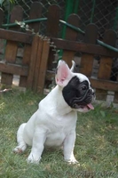 Французский бульдог - Изображение #1, Объявление #70577