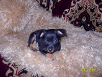 той-терьер продам - Изображение #1, Объявление #49038