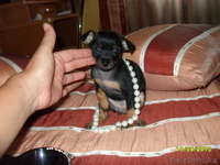 той-терьер продам - Изображение #4, Объявление #49038