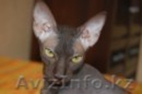 Отдам в хорошие руки полуторогодовалую кошечку породы Канадский сфинкс - Изображение #1, Объявление #67755