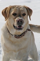 Лабрадор ретривер - Изображение #4, Объявление #74654