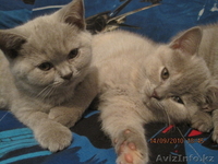 СУПЕР   БРИТАНСКИЕ КОТЯТА - Изображение #2, Объявление #81962