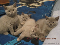 СУПЕР   БРИТАНСКИЕ КОТЯТА - Изображение #1, Объявление #81962