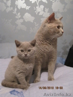 СУПЕР   БРИТАНСКИЕ КОТЯТА - Изображение #3, Объявление #81962