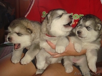 Щенки Аляскинского маламута от родителей чемпионов! - Изображение #4, Объявление #75227