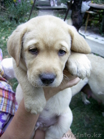 Лабрадор ретривер - Изображение #2, Объявление #74654