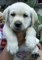 Лабрадор ретривер - Изображение #1, Объявление #74654