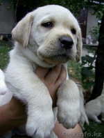 Лабрадор ретривер - Изображение #3, Объявление #74654