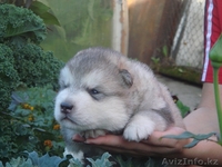 Щенки Аляскинского маламута от родителей чемпионов! - Изображение #1, Объявление #75227