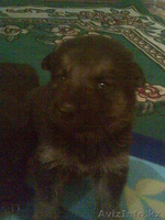 продам красивых щеночков немецкой овчарки - Изображение #1, Объявление #95333