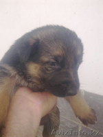 щенки-красавцы немецкой овчарки - Изображение #2, Объявление #94931