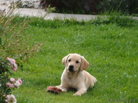 ЛАБРАДОР-РЕТРИВЕР очаровательные щенки - Изображение #2, Объявление #90988