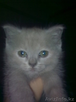 Британские лиловые котята - Изображение #2, Объявление #100046