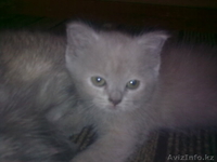 Британские лиловые котята - Изображение #3, Объявление #100046