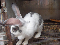 Кролики великаны мясной породы - Изображение #3, Объявление #93705