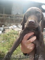 продажа щенков курцхаара от призера - Изображение #2, Объявление #93314