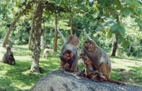 Отдых от по высшему классу!!! - Изображение #4, Объявление #97872