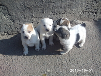  щенков азиатской овчари (алабай) - Изображение #2, Объявление #102308