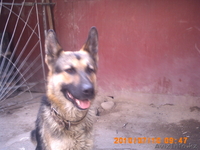 продам красивых щеночков немецкой овчарки - Изображение #3, Объявление #95333