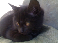 Надоел шорох грызунов по ночам???Позвоните!И у вас будут защитники! - Изображение #2, Объявление #104540