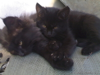 Надоел шорох грызунов по ночам???Позвоните!И у вас будут защитники! - Изображение #1, Объявление #104540