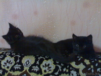 Надоел шорох грызунов по ночам???Позвоните!И у вас будут защитники! - Изображение #4, Объявление #104540