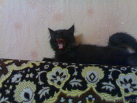 Надоел шорох грызунов по ночам???Позвоните!И у вас будут защитники! - Изображение #5, Объявление #104540