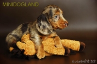 Щенки таксы г-ш и д-ш кроличьи и миниатюрные - Изображение #3, Объявление #105340