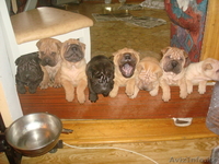 ШАРПЕЙ  продаются щенки - Изображение #1, Объявление #112881