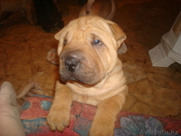 ШАРПЕЙ  продаются щенки - Изображение #2, Объявление #112881