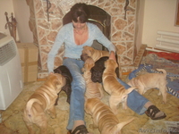 ШАРПЕЙ  продаются щенки - Изображение #3, Объявление #112881