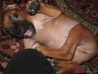 Щенка боксера продам.  - Изображение #5, Объявление #106086